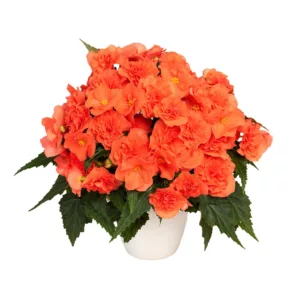 Begonia boliviensis Florencio Double Salmon®