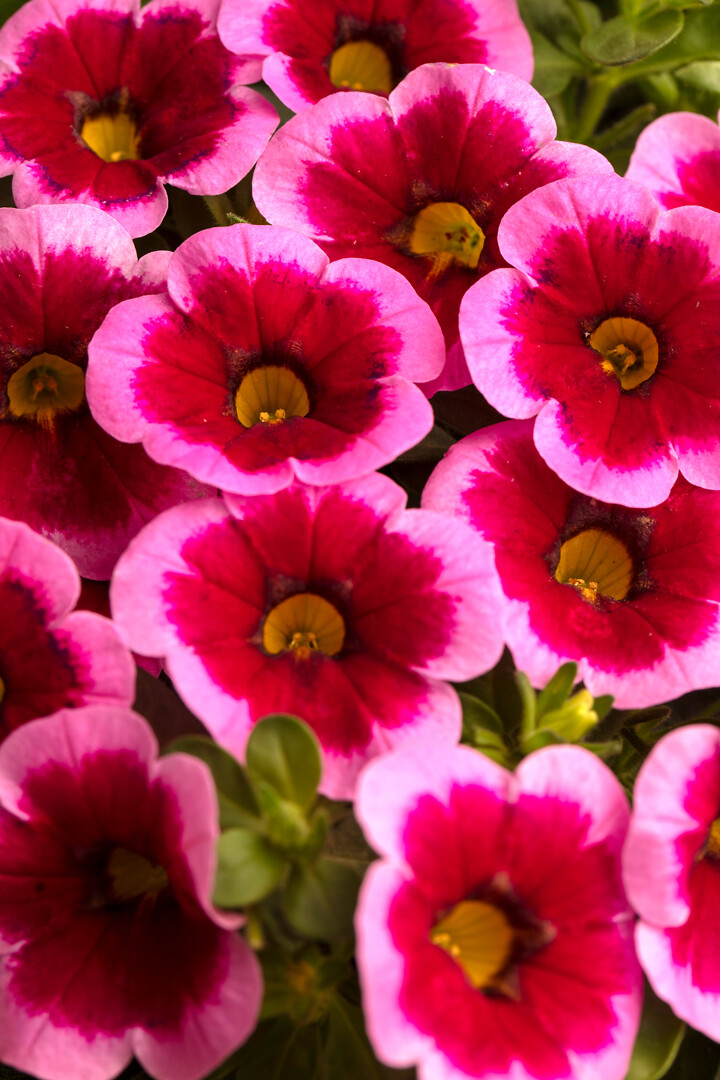 Calibrachoa Caliloco® Frankenberry