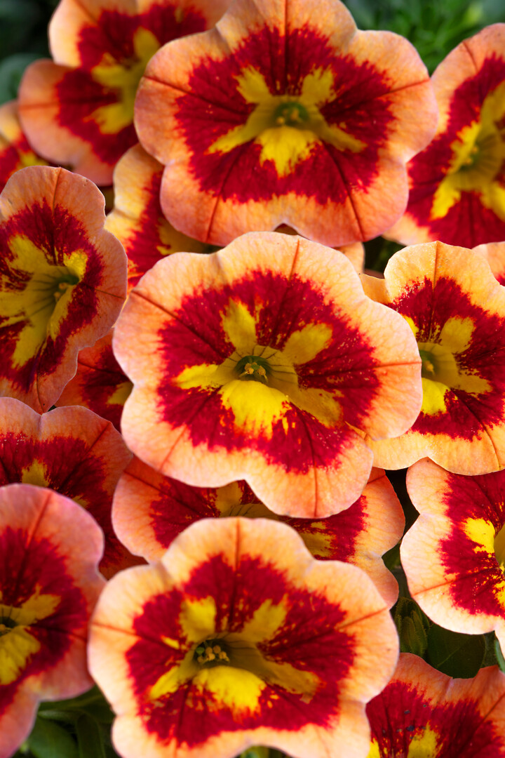 Calibrachoa Caliloco® Spicy Honey