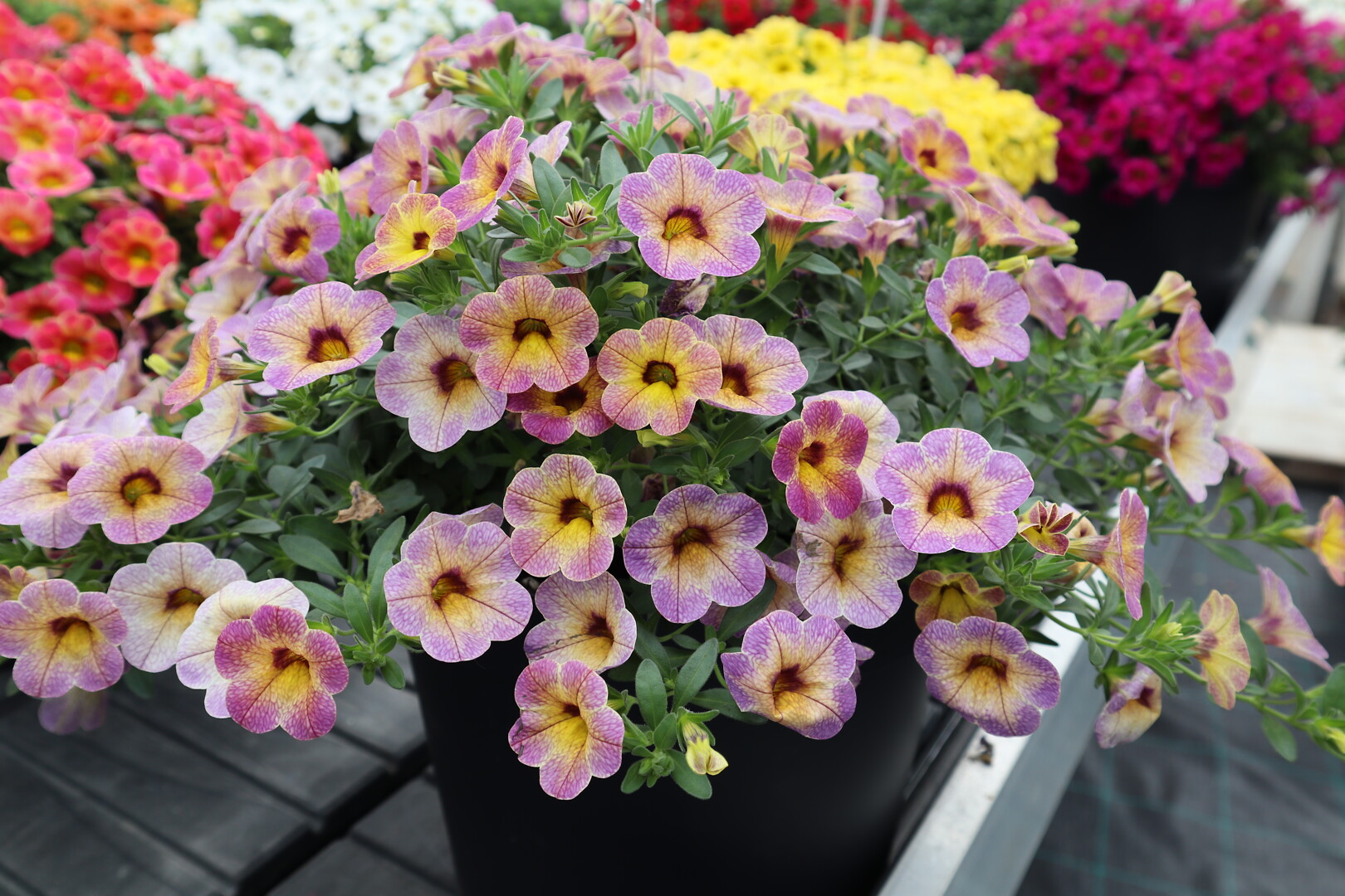 Calibrachoa Chameleon® Blueberry Scone