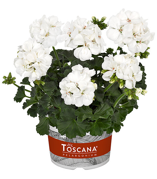Pelargonium zonale Castello Isabella