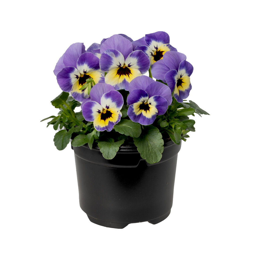 Viola cornuta Rocky Marina Sunrise