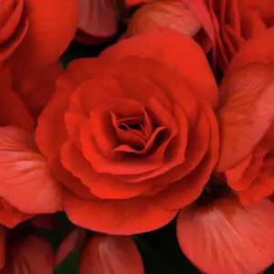 Begonia elatior Baladin®