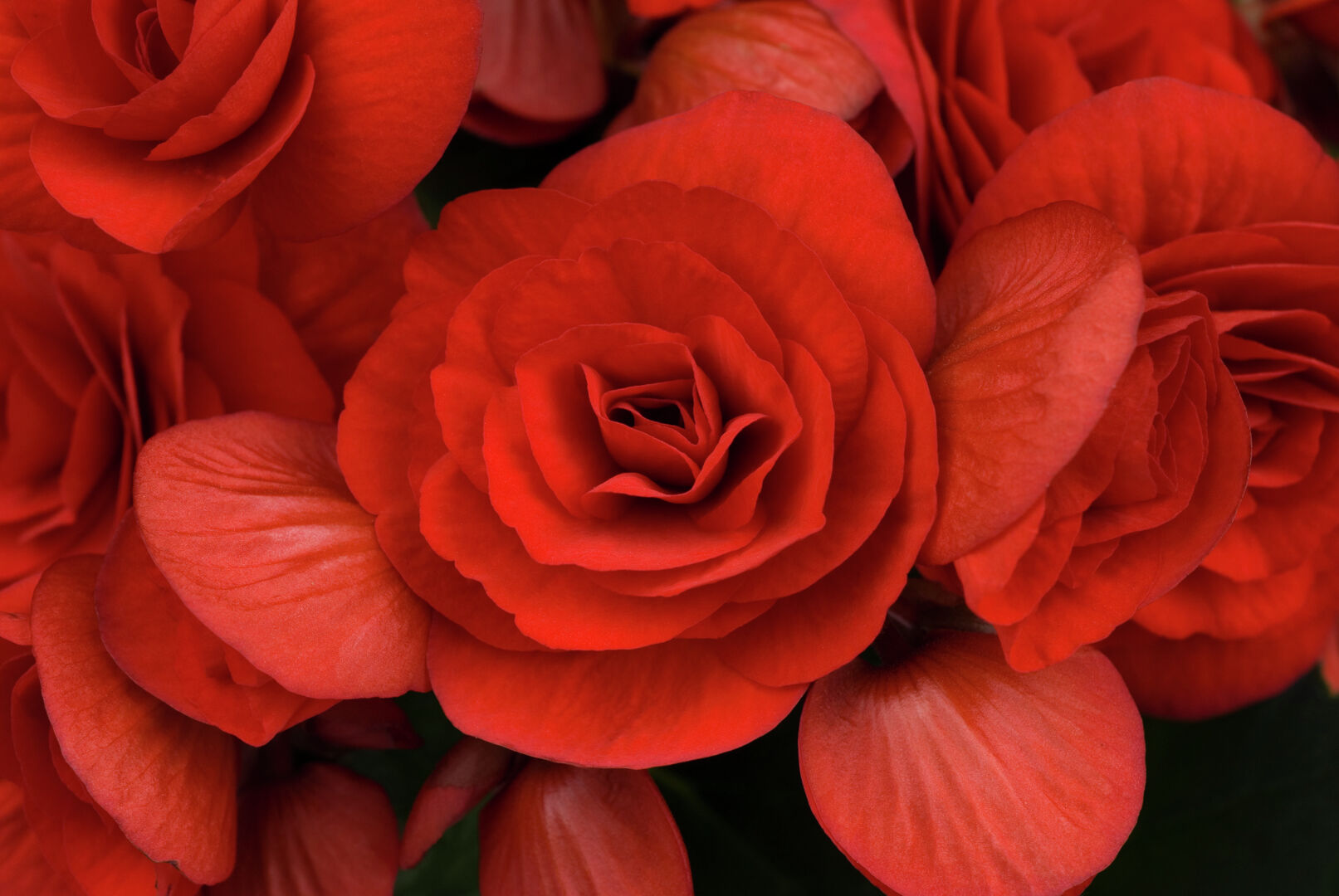 Begonia elatior Baladin®
