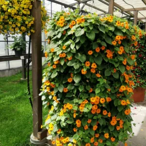 Thunbergia alata Sunny Susy® New Orange