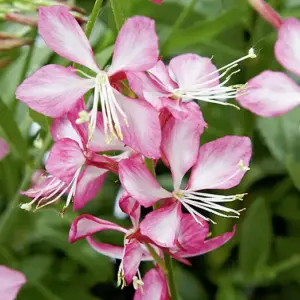 Gaura lindheimeri Gambit© Rose Bicolor
