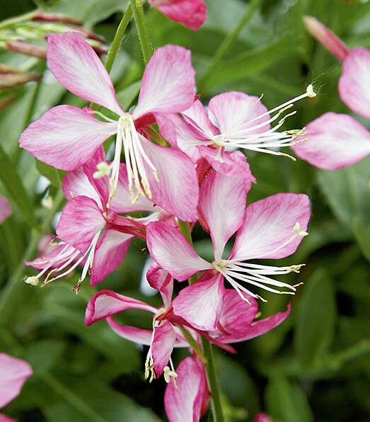 Gaura lindheimeri Gambit© Rose Bicolor