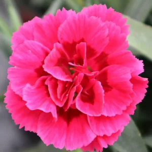 Dianthus caryophyllus Oscar®