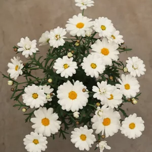 Argyranthemum frutescens Percussion® Milk