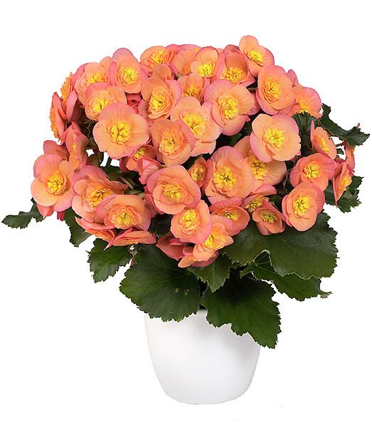 Begonia elatior hybrid Belove Peach®