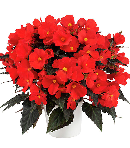 Begonia boliviensis Florencio Red®