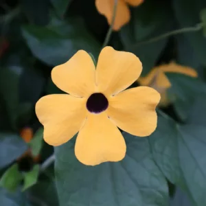 Thunbergia alata Sunny Susy®  Sunny Susy® Gold