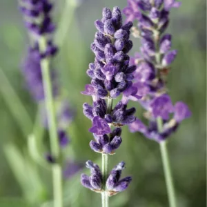 Lavandula angustifolia Hidcote Blue overwintered