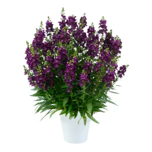 Angelonia angustifolia Alonia™ Big Grape