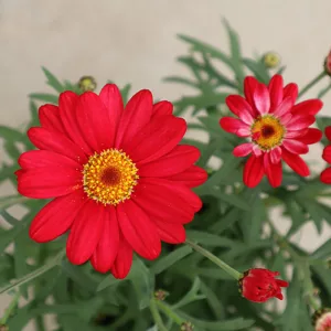 Argyranthemum frutescens Percussion® Classic Red