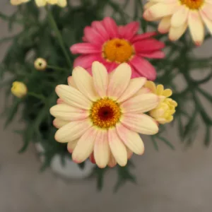Argyranthemum frutescens Percussion® Peach Eye