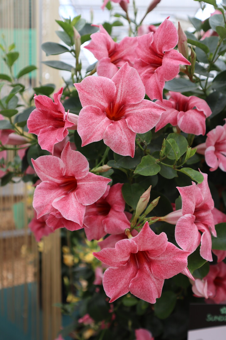 Mandevilla sanderi Sundaville® Flamingo Pink