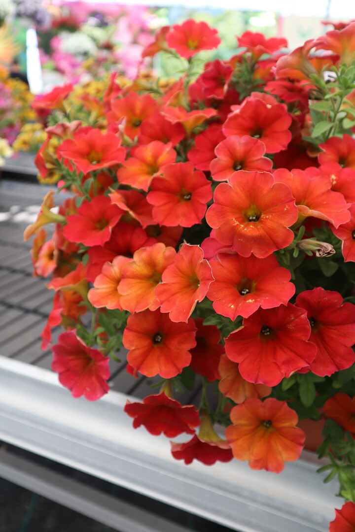 Petunia x atkinsiana PETCHOA BeautiCal® Red Maple