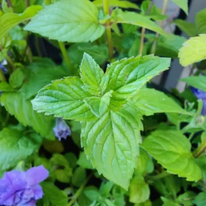 Mentha x piperita Multimentha