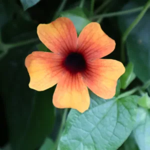Thunbergia alata Sunny Susy® Tiger Eye