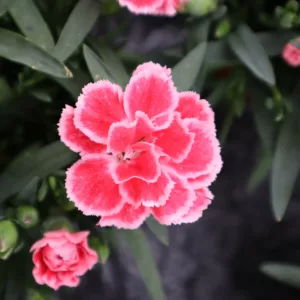 Dianthus caryophyllus Oscar® Antique Pink