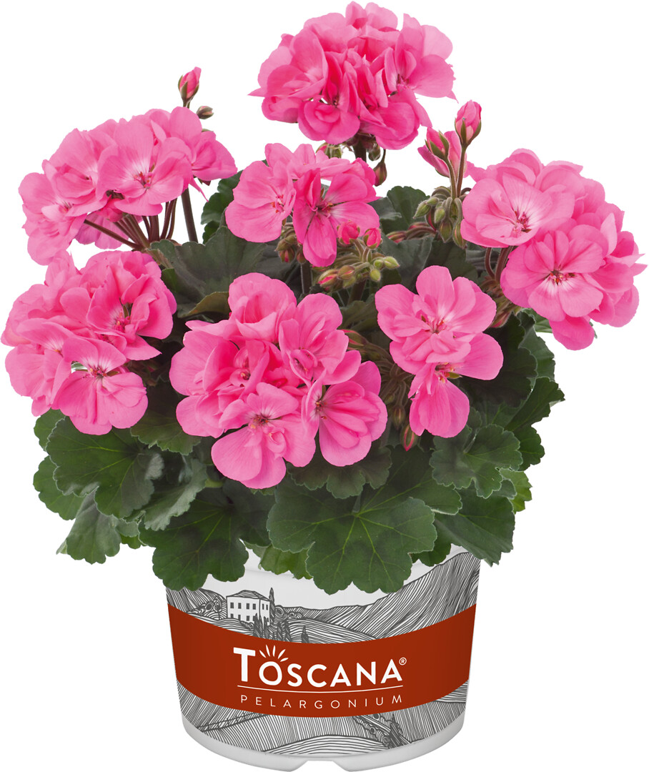 Pelargonium zonale Dolce Vita Anne