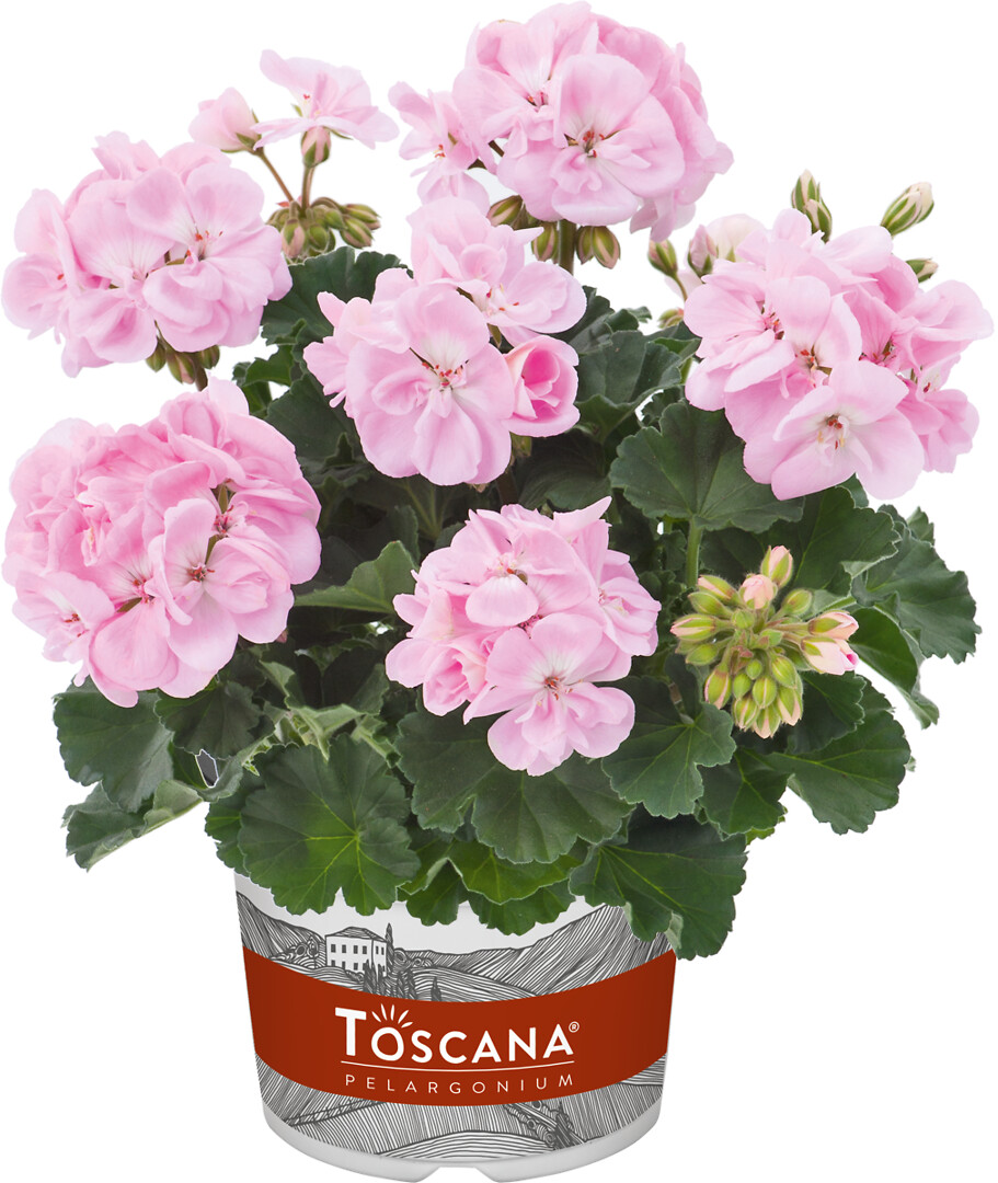 Pelargonium zonale Dolce Vita Karen