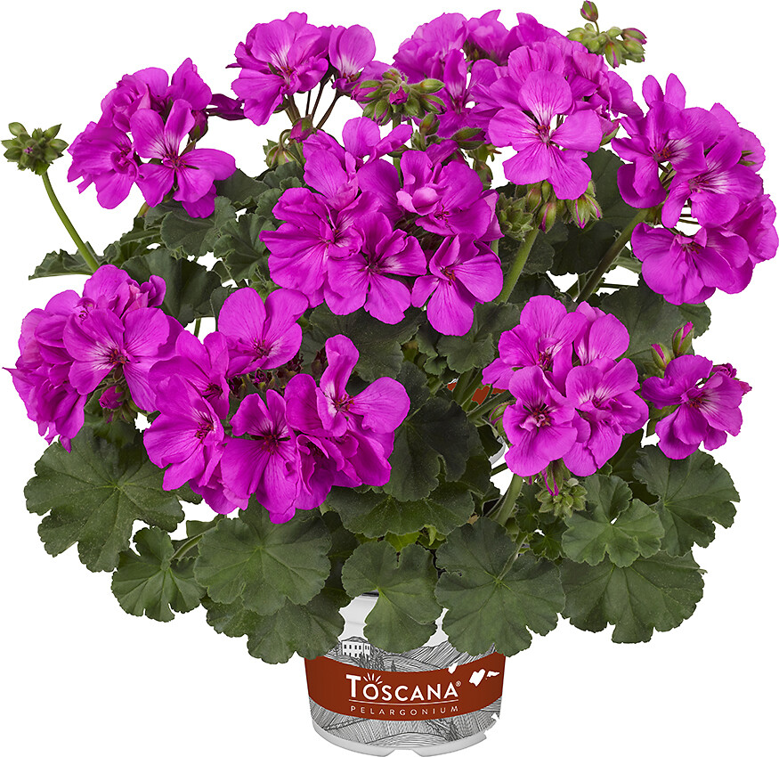 Pelargonium zonale Dolce Vita Evi