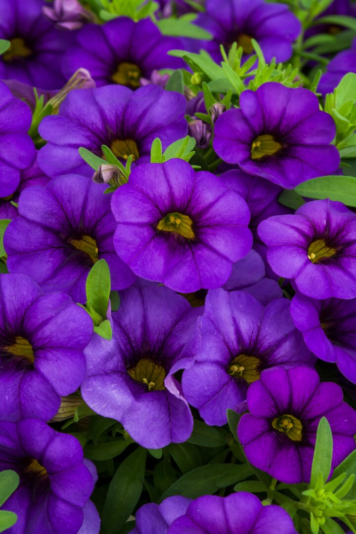 Calibrachoa Cabrio Amethyst