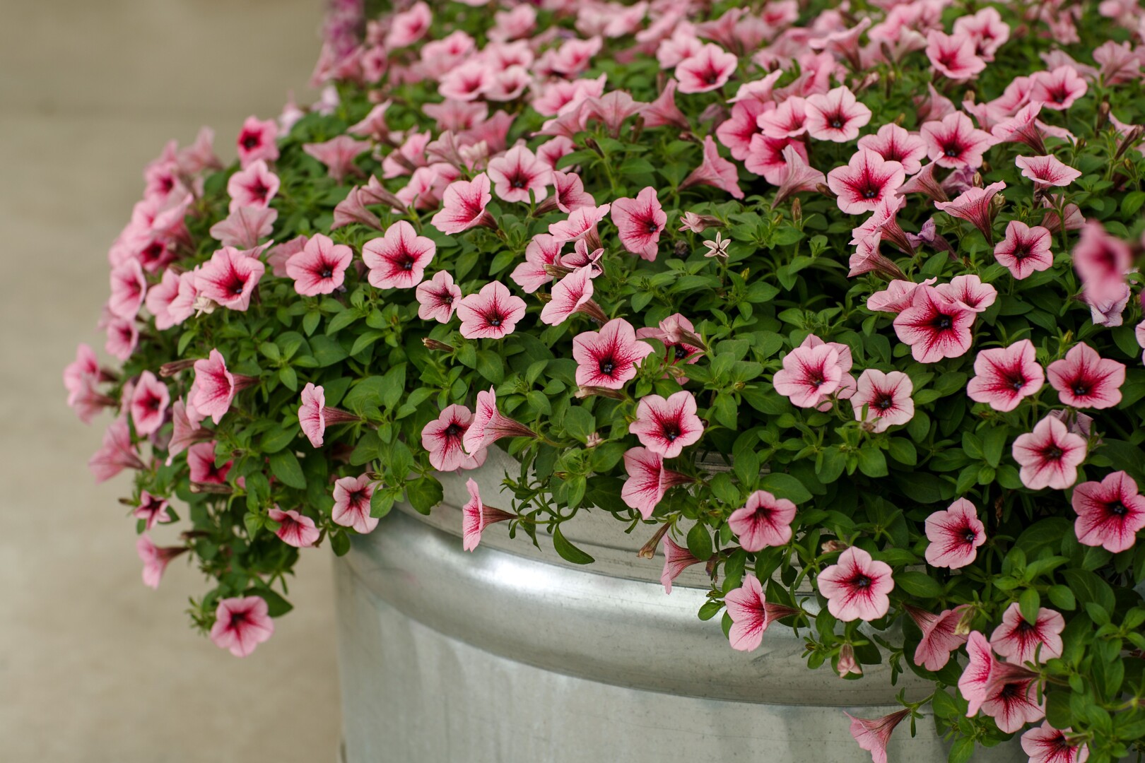 Petunia hybrid Dekko Rose Vein