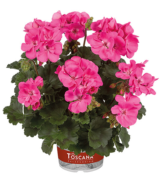 Pelargonium zonale Castello Benja