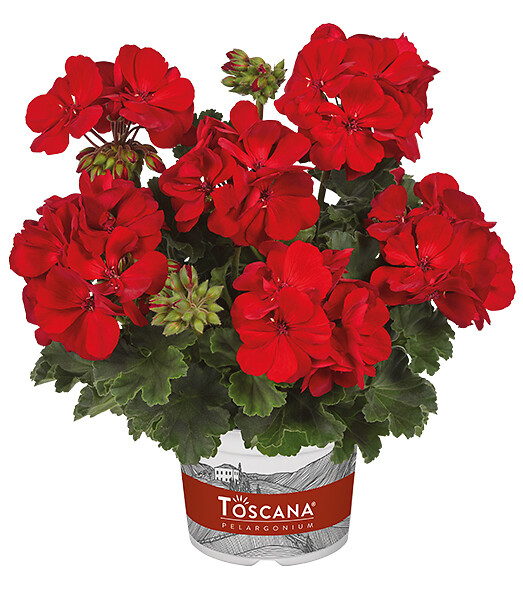 Pelargonium zonale Castello Robiene