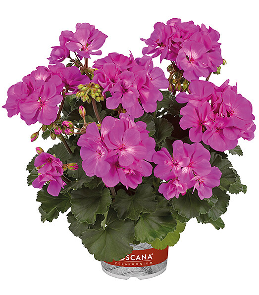 Pelargonium zonale Castello Tessa