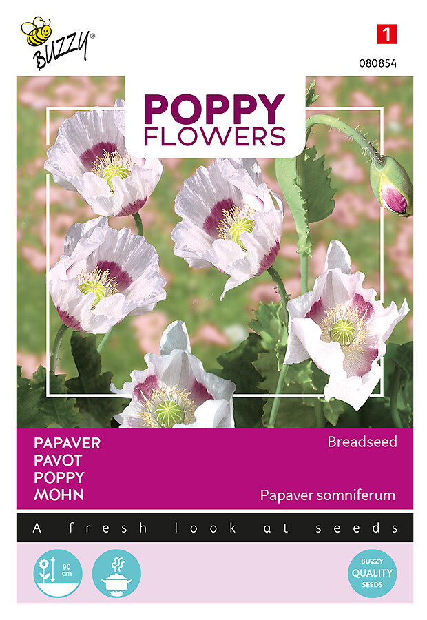 Poppy Flowers oopiumiunikko Breadseed