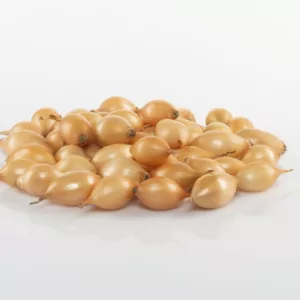 Ruokasipuli Sturon 1 kg 21/24