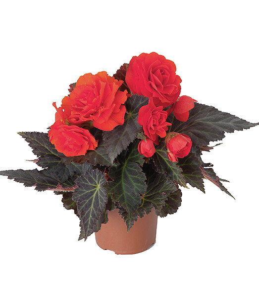 Begonia tuberhybrida Nonstop Orange (Fiery Red)