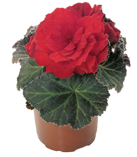 Begonia tuberhybrida Nonstop Mocca Scarlet