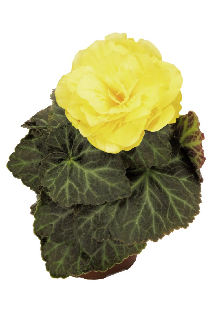 Begonia tuberhybrida Nonstop Mocca Yellow
