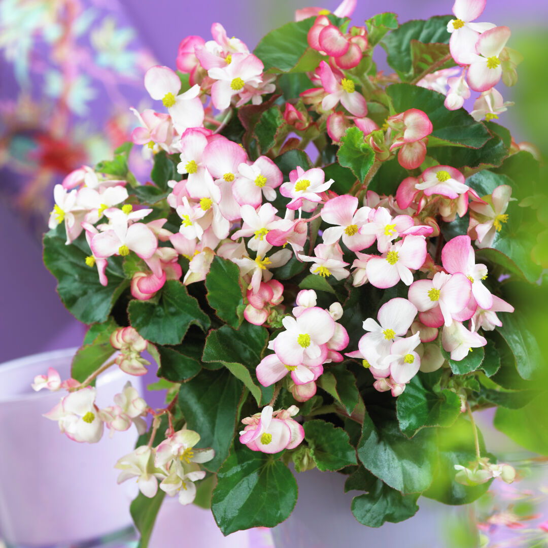 Begonia semperflorens Braveheart®