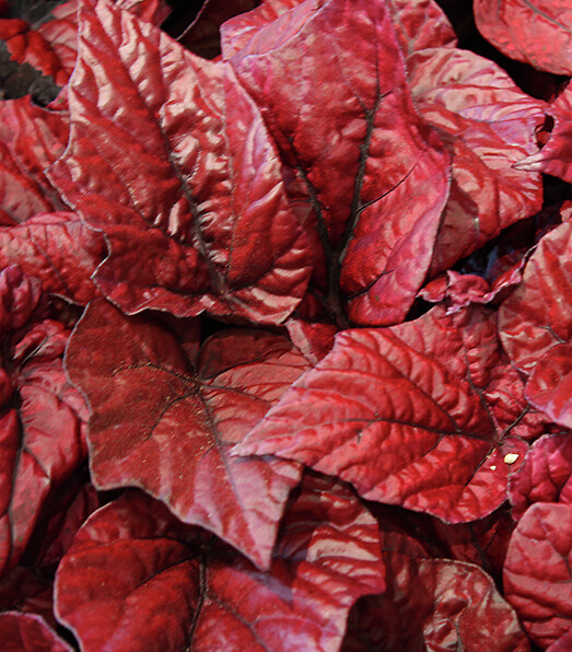 Begonia rex hybrid Beleaf® Inca Flame