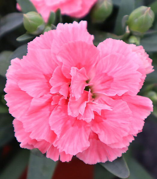 Dianthus caryophyllus Oscar® Pink