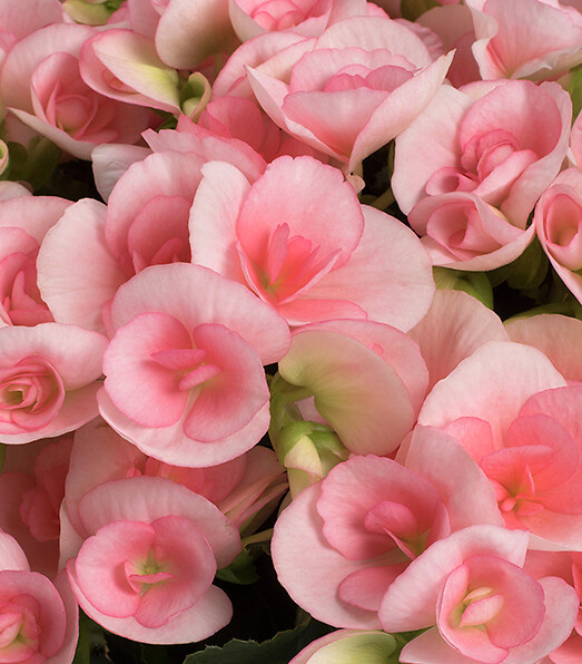Begonia elatior Romance®