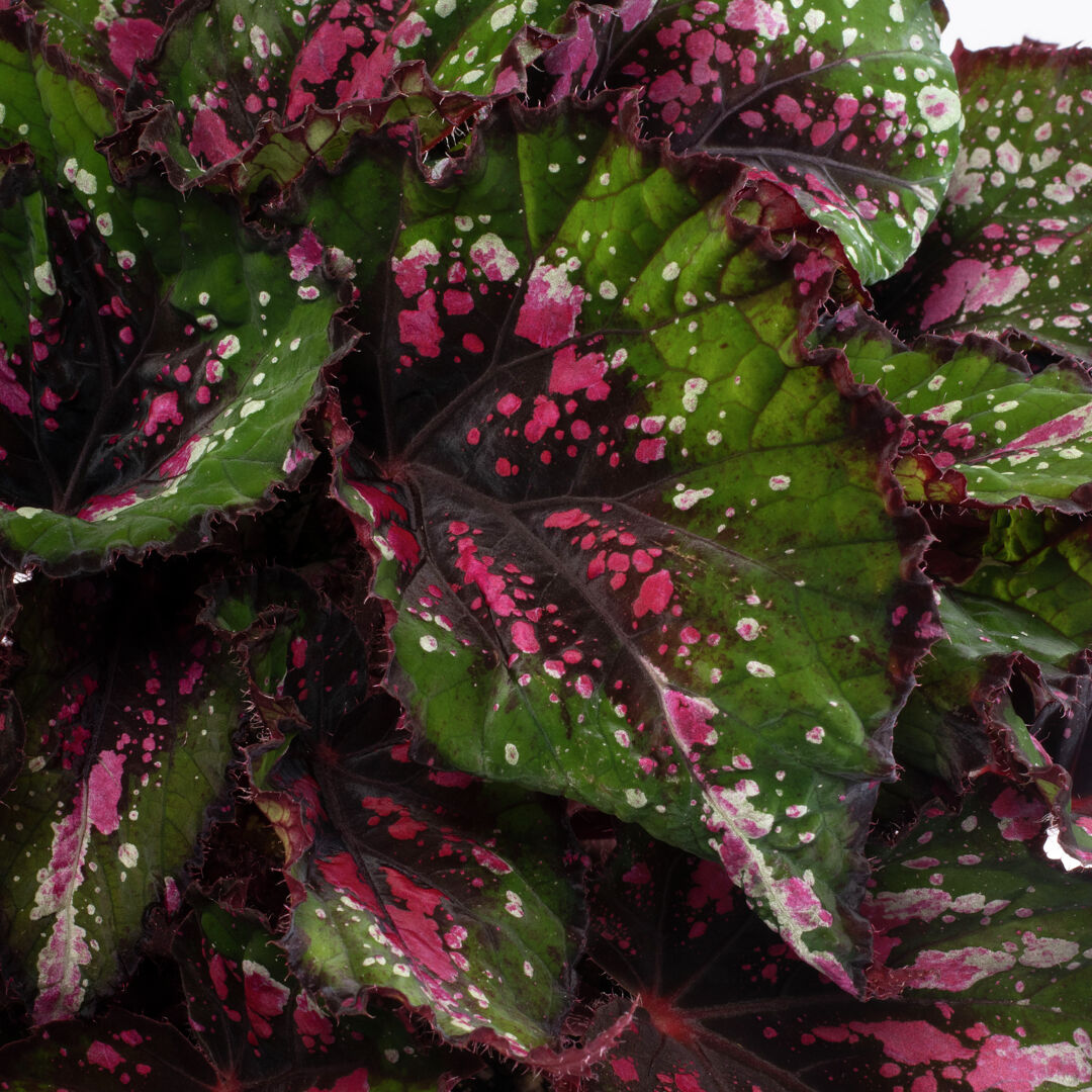 Begonia rex hybrid Beleaf® Alaska Creek