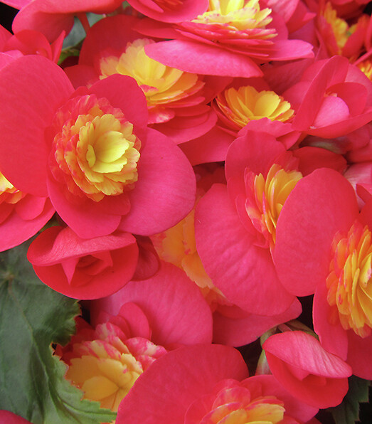 Begonia elatior hybrid Valentino Pink®
