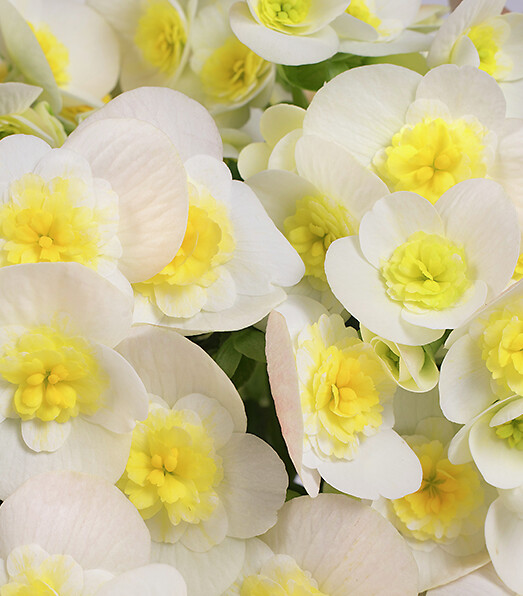Begonia elatior hybrid Valentino White®