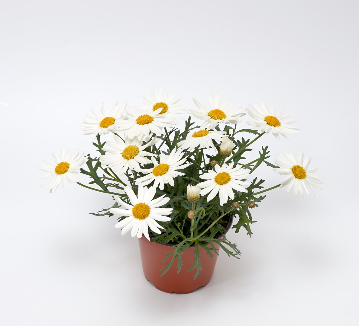 Argyranthemum frutescens Molimba® C  White