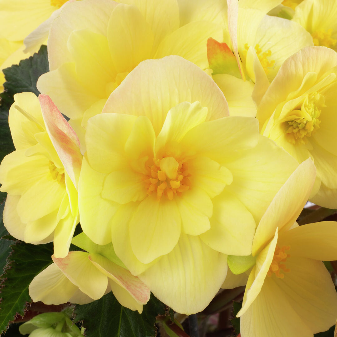 Begonia boliviensis Florencio Yellow®