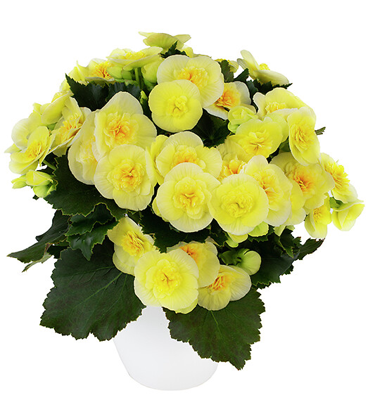 Begonia elatior hybrid Belove Yellow®