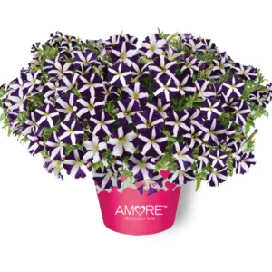 Petunia x atkinsiana Amore™ Purple