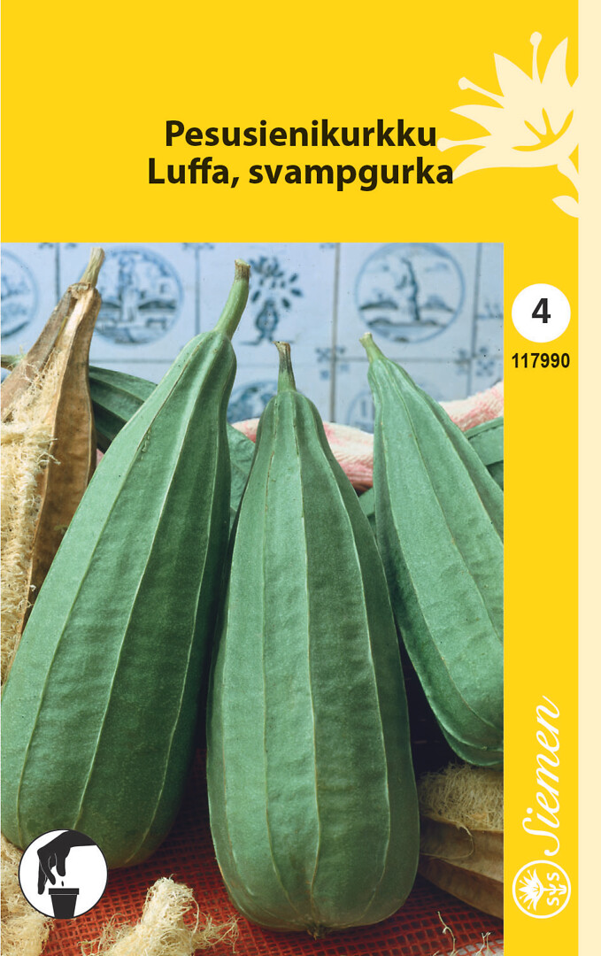 Pesusienikurkku